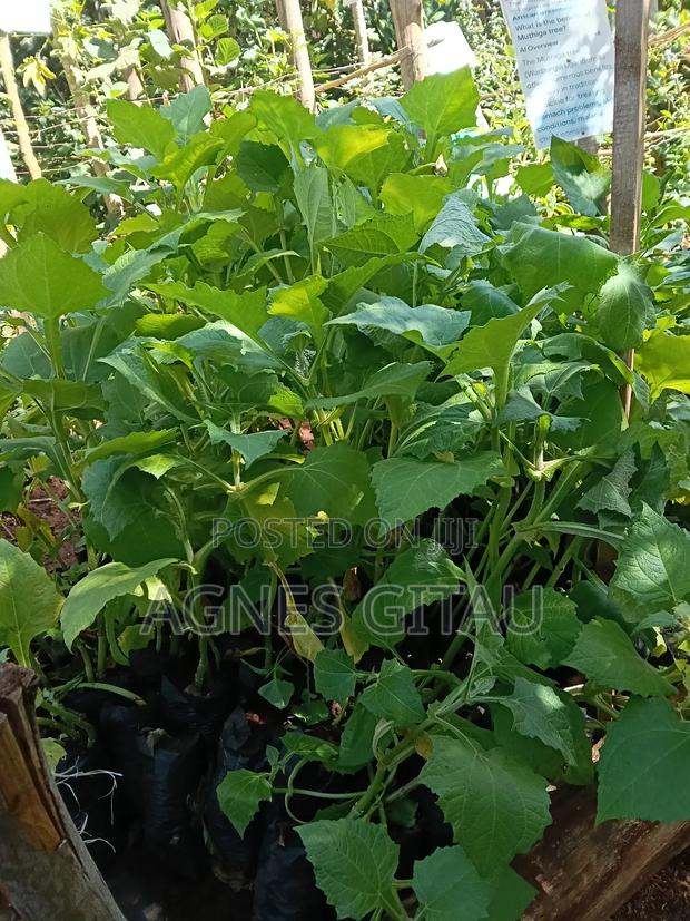 Yacon Ground Apple Seedlings - thumbnail 3