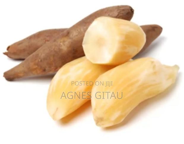 Yacon Ground Apple Seedlings - thumbnail 4