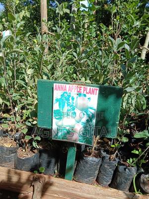 Anna Apple  Seedlings - thumbnail 2