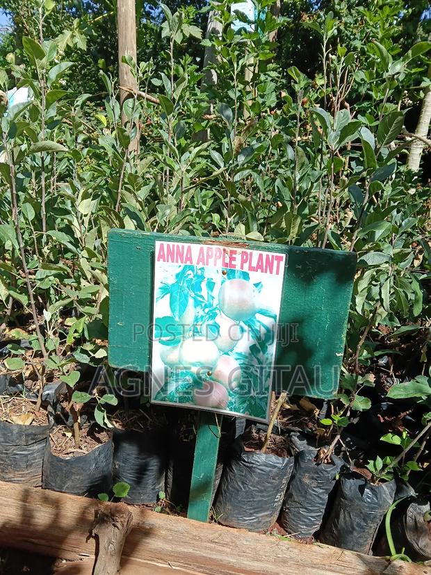 Anna Apple Seedlings - main view