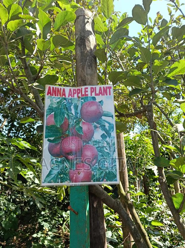 Anna Apple  Seedlings - thumbnail 3