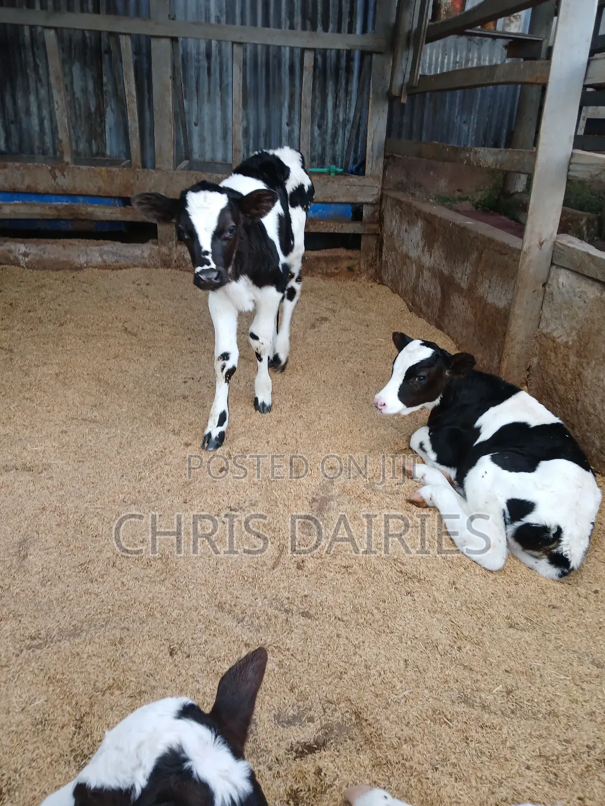 Pedigree Young Heifers