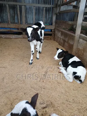 Pedigree Young Heifers