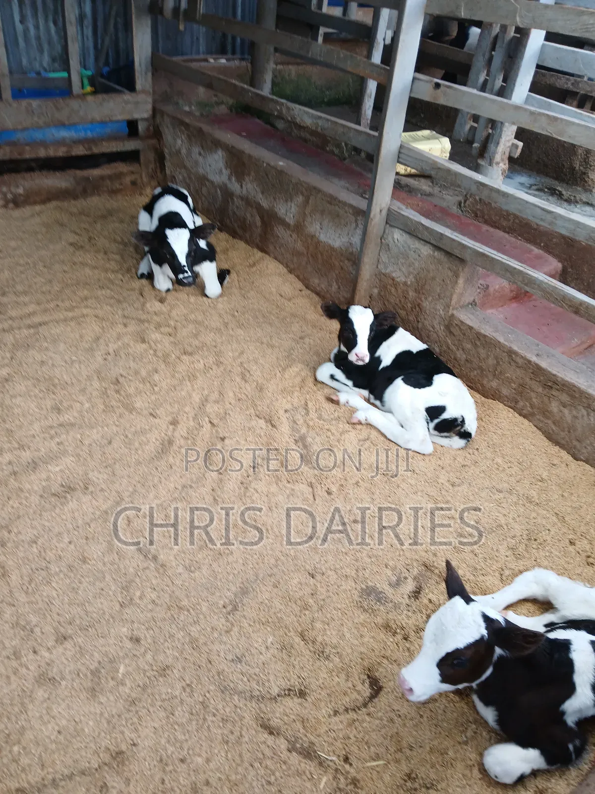 Pedigree Young Heifers