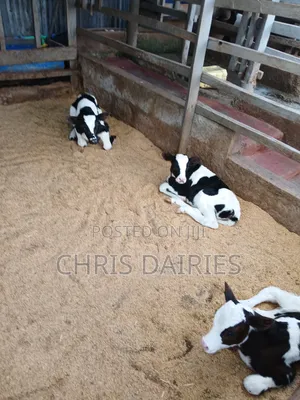 Pedigree Young Heifers