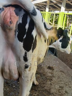 Hostein Freshian Heifer Incalf 7.5 - thumbnail 2
