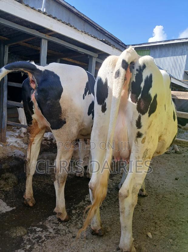 Hostein Freshian Heifer Incalf 7.5 - thumbnail 3