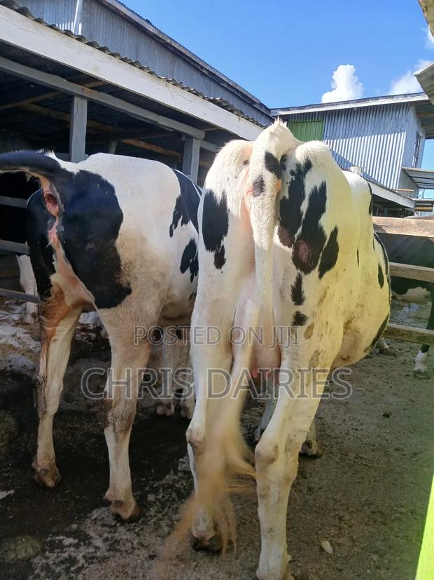 Hostein Freshian Heifer Incalf 7.5 - thumbnail 4