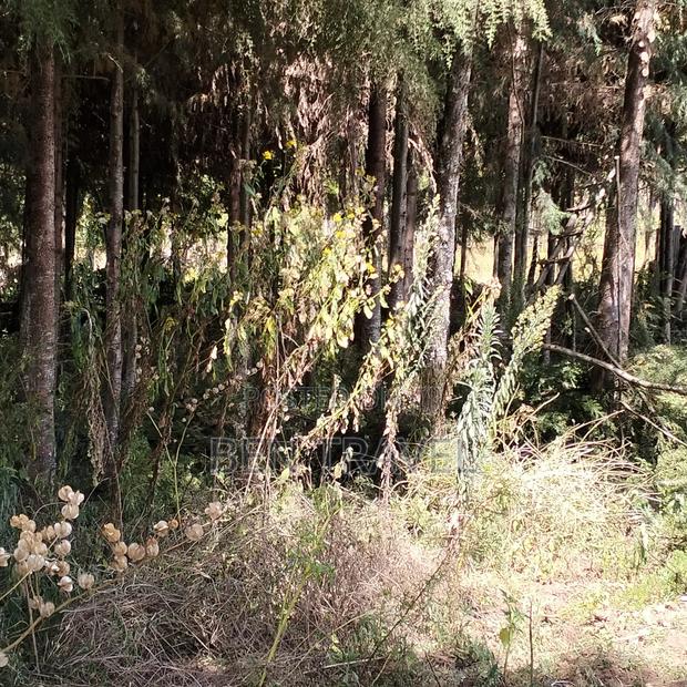 Cypress Poles - main view