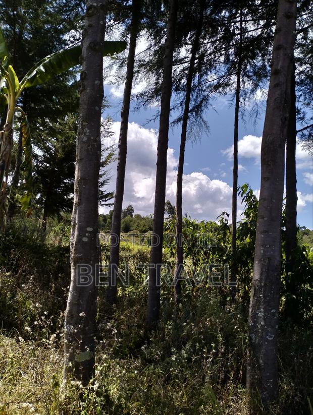 Cypress Poles - thumbnail 2