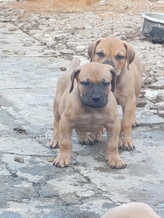 1-3 months Male Purebred Boerboel