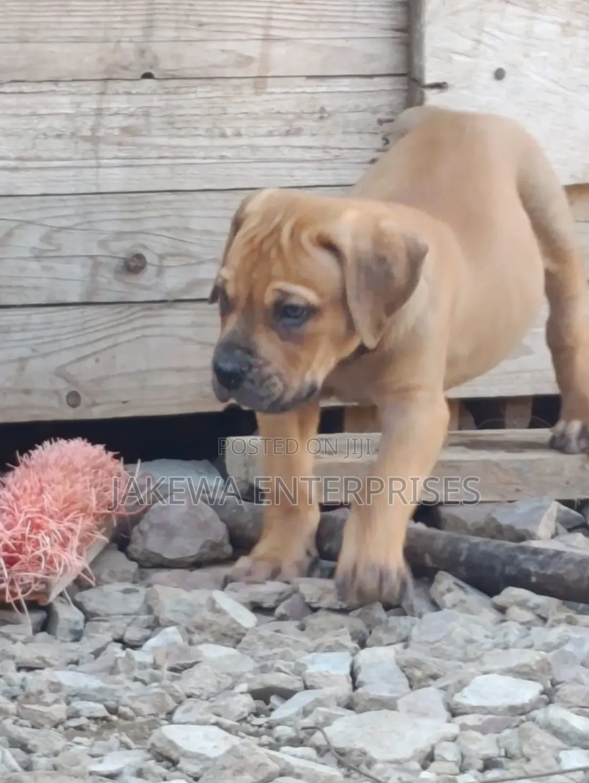 1-3 months Male Purebred Boerboel