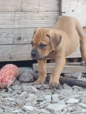 1-3 months Male Purebred Boerboel