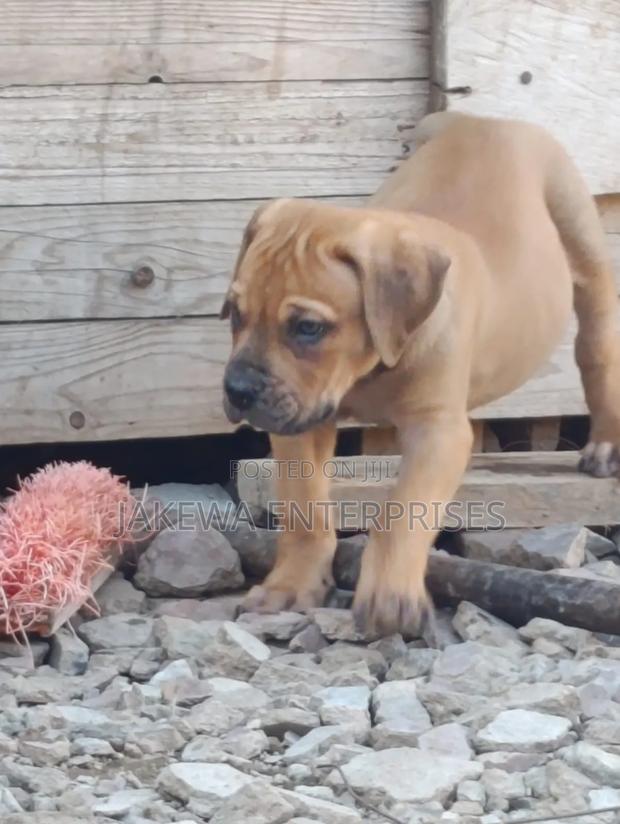 1-3 months Male Purebred Boerboel