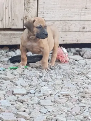 1-3 months Female Purebred Boerboel