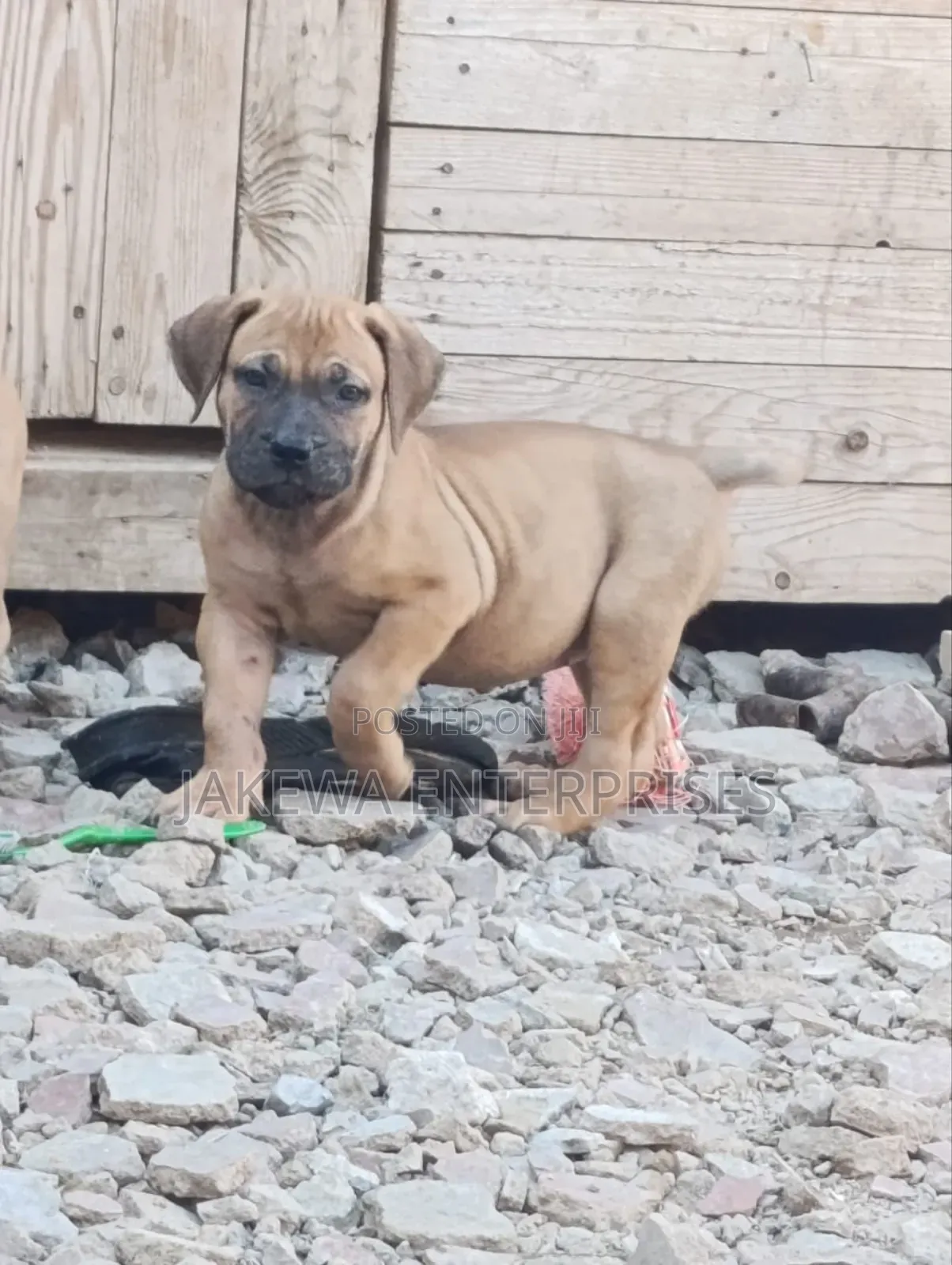 1-3 months Female Purebred Boerboel
