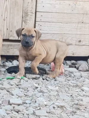 1-3 months Female Purebred Boerboel