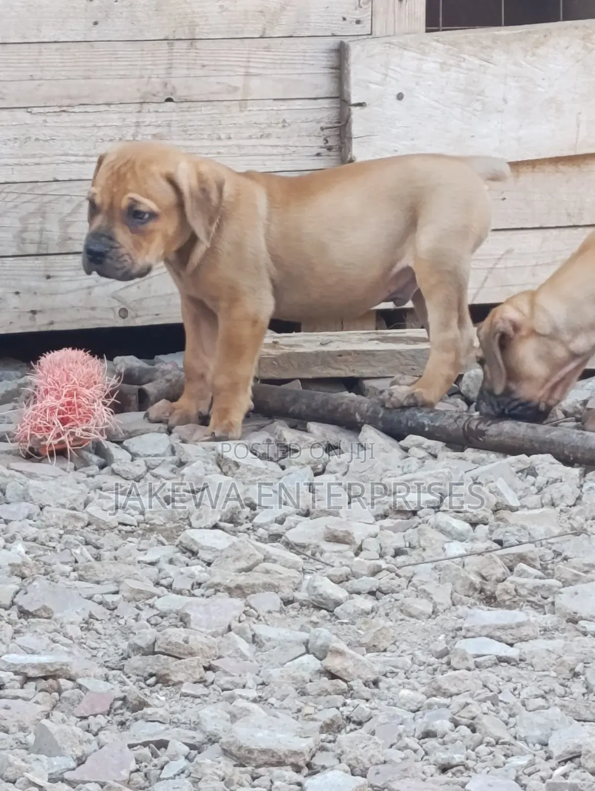 1-3 months Male Purebred Boerboel