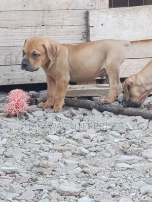 1-3 months Male Purebred Boerboel