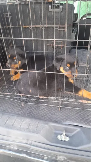 1-3 months Male Purebred German Shepherd