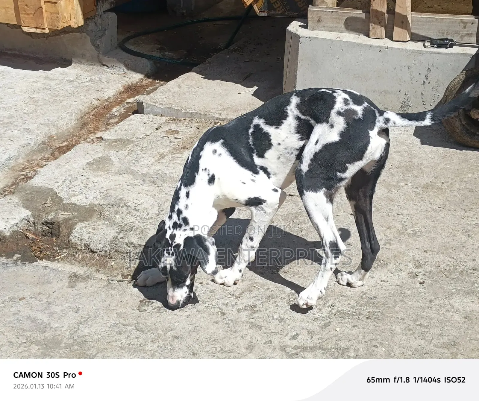 6-12 months Female Purebred Great Dane