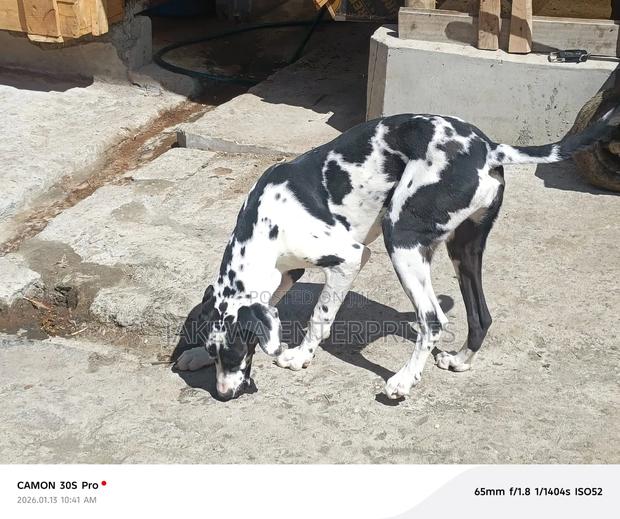 6-12 months Female Purebred Great Dane