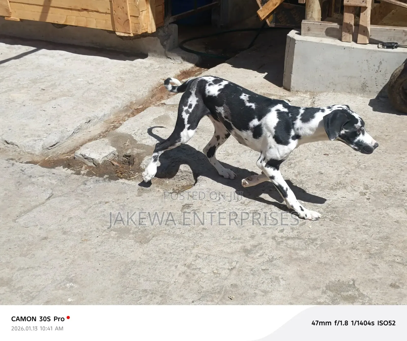 6-12 months Female Purebred Great Dane