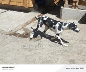 6-12 months Female Purebred Great Dane