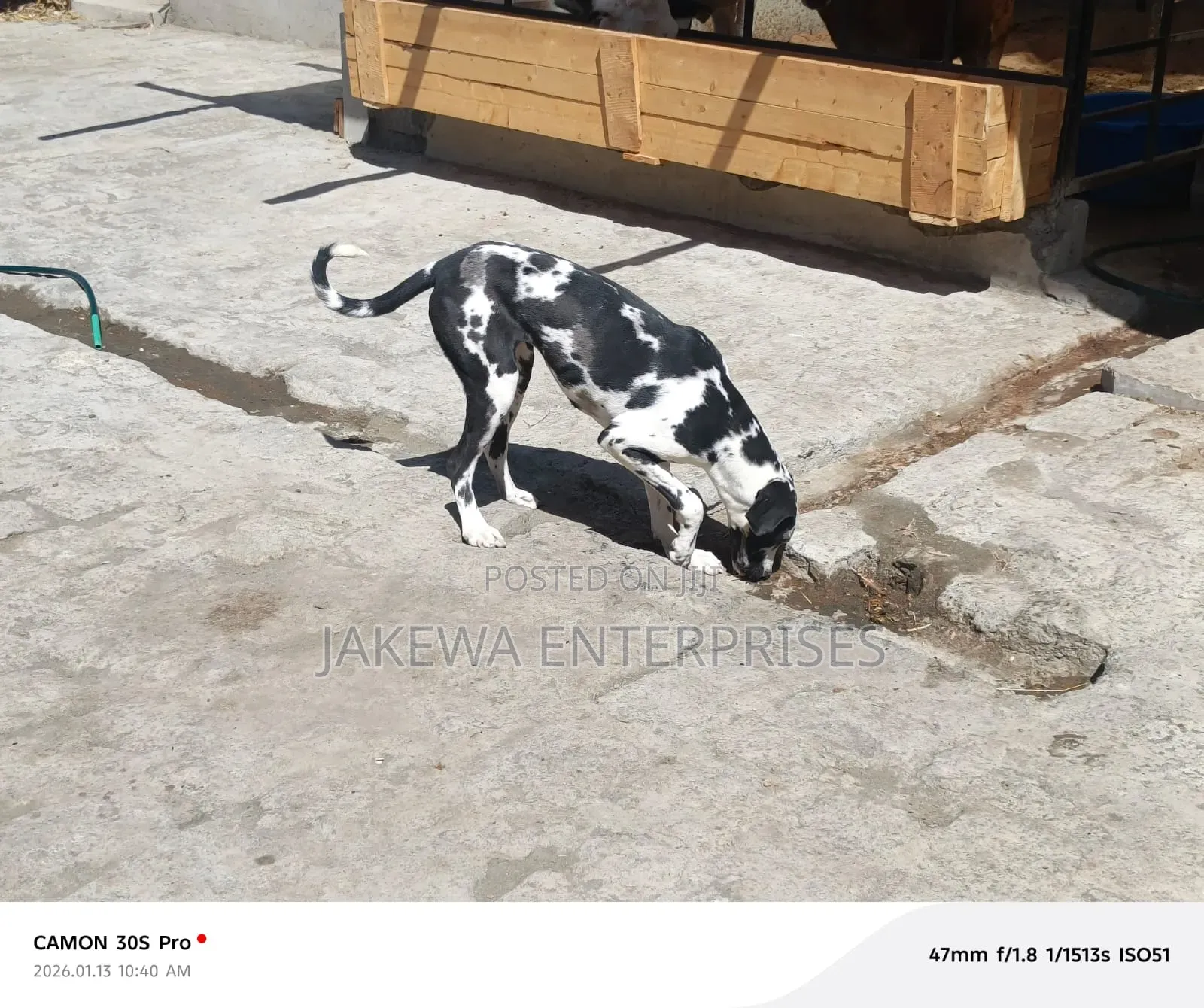 6-12 months Female Purebred Great Dane