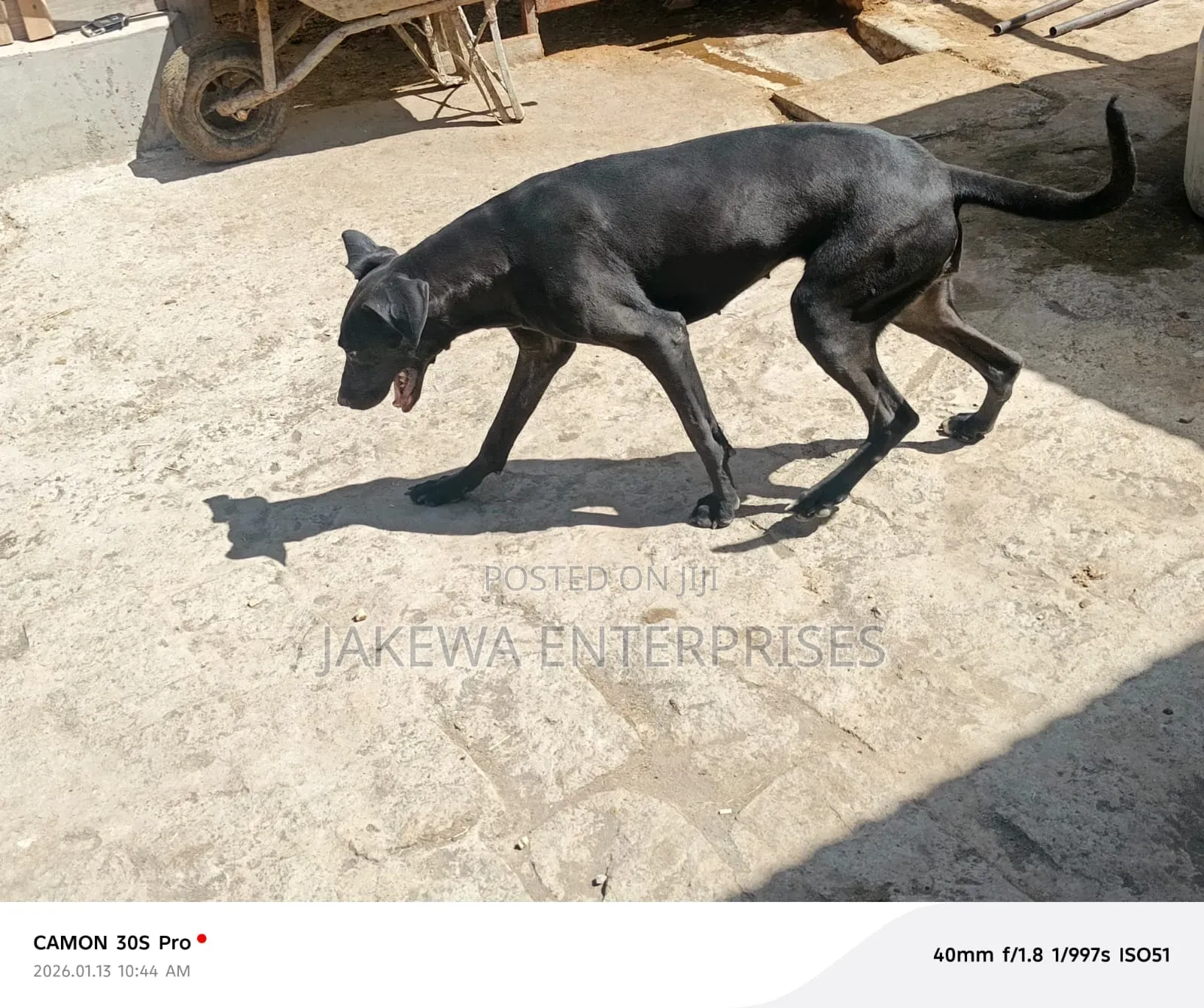 1+ year Female Purebred Great Dane