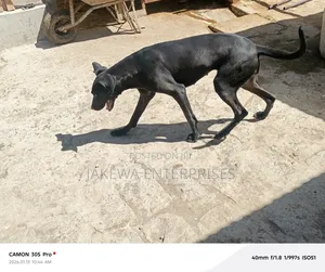 1+ year Female Purebred Great Dane