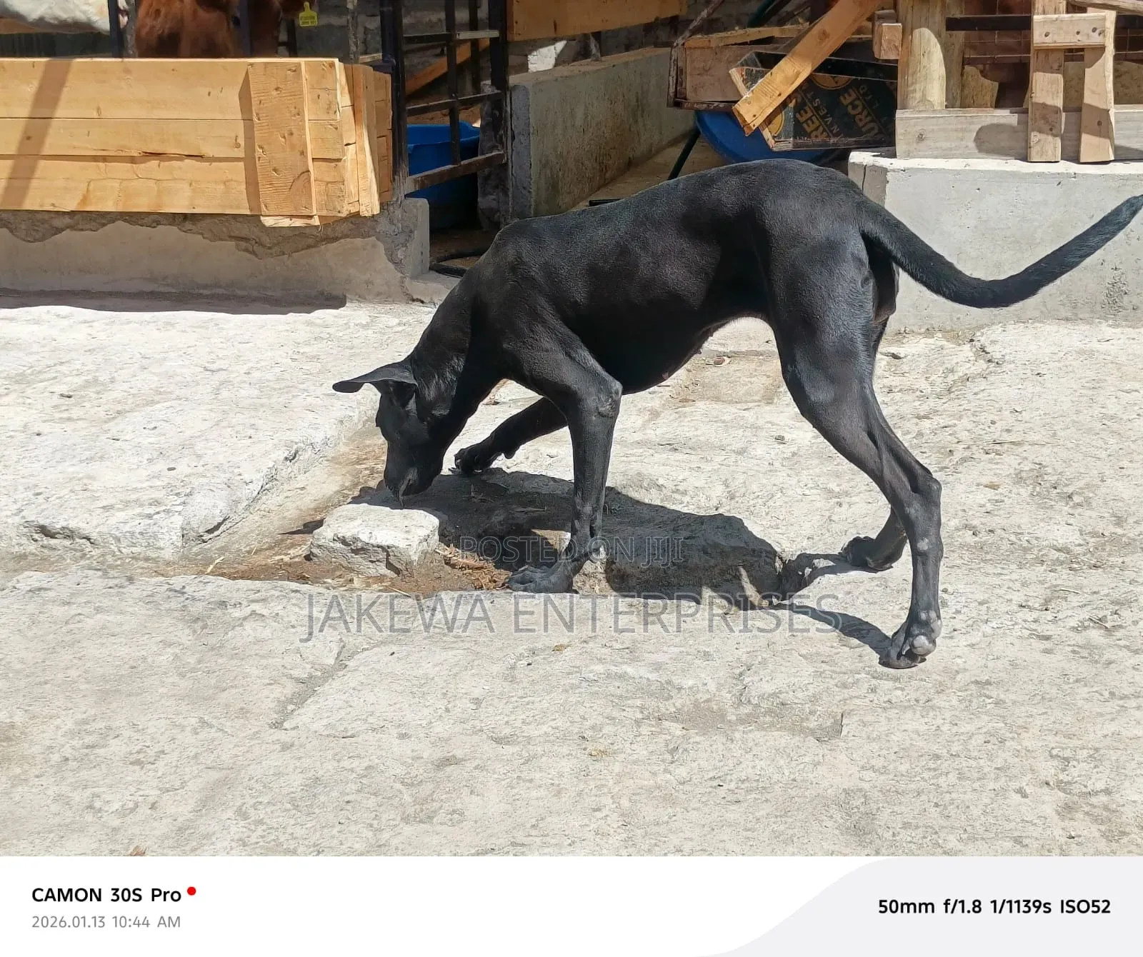 1+ year Female Purebred Great Dane