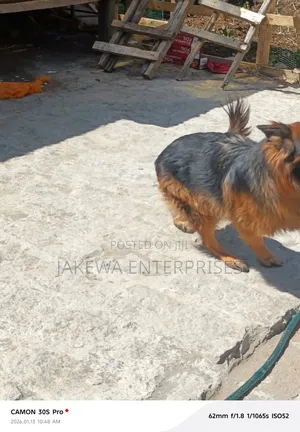 1+ year Male Purebred German Shepherd