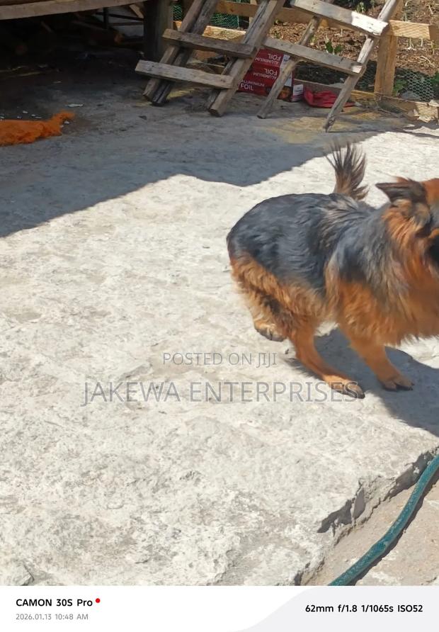 1+ year Male Purebred German Shepherd - main view