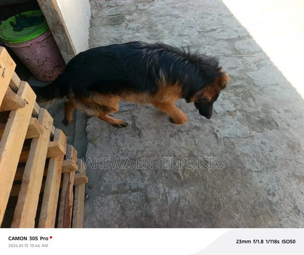 1+ year Male Purebred German Shepherd - thumbnail 2