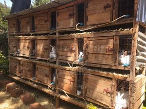 Rabbits Available - main view