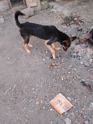 6-12 months Female Purebred German Shepherd - main view