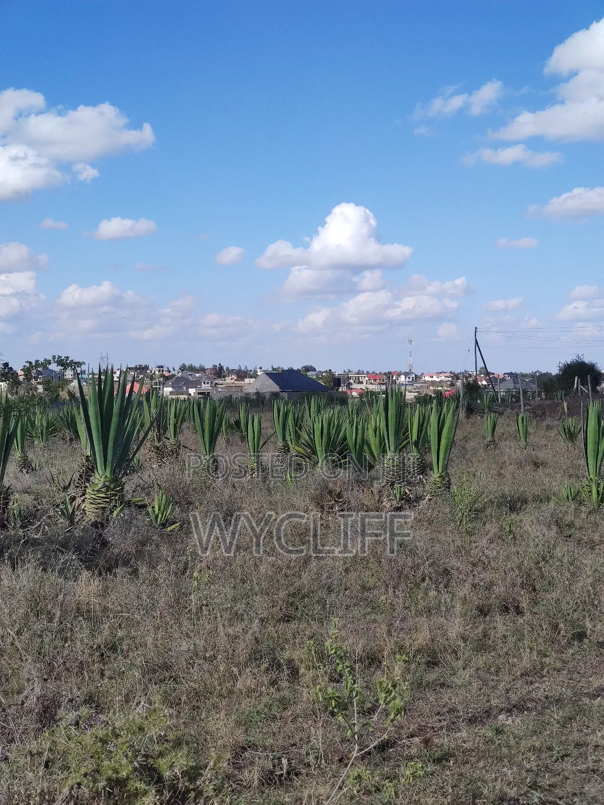 Plot for Sale (50x100) in Katani, Seme