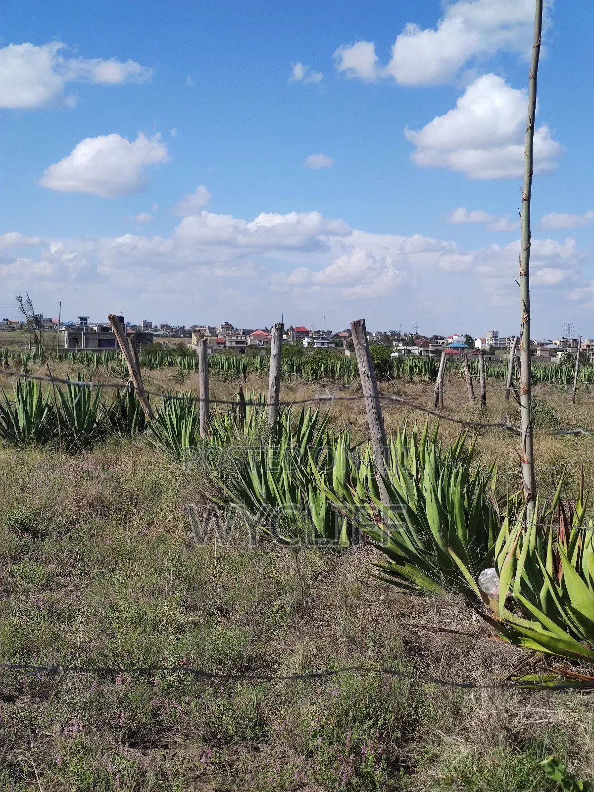 Plot for Sale (50x100) in Katani, Seme