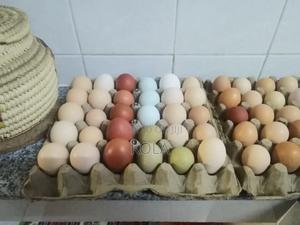 Fertilized Chicken Eggs - main view