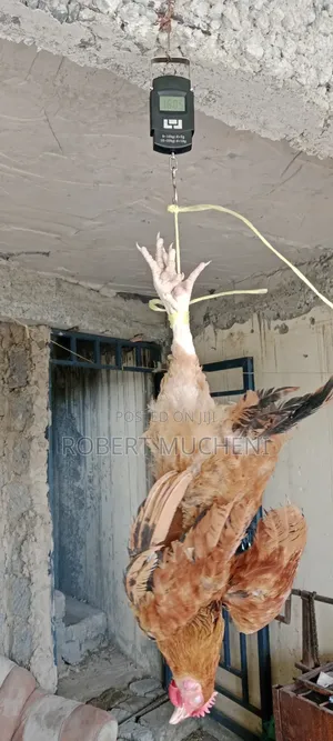 Kienyeji Chicken for Sale