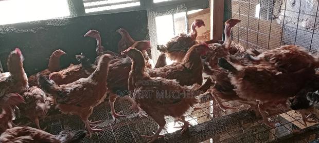 Kienyeji Chicken for Sale - thumbnail 4
