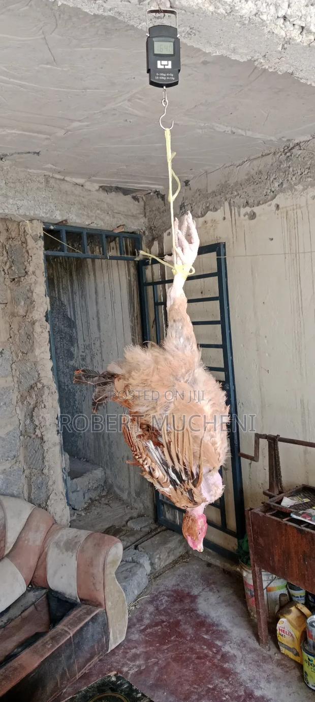 Kienyeji Chicken for Sale - thumbnail 5