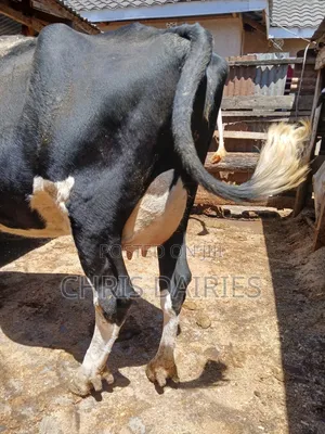 Black Freshian High Yielder 