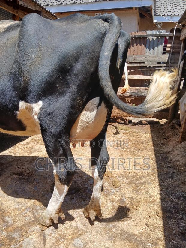 Black Freshian High Yielder - thumbnail 3