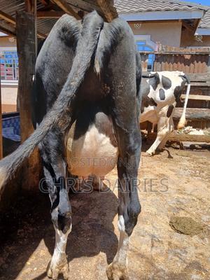 Black Freshian High Yielder - thumbnail 2