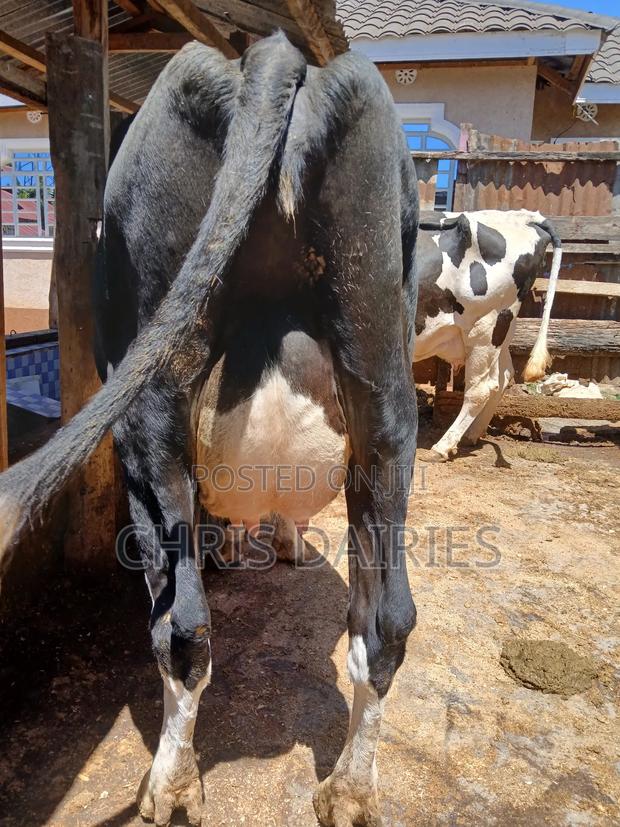 Black Freshian High Yielder - main view