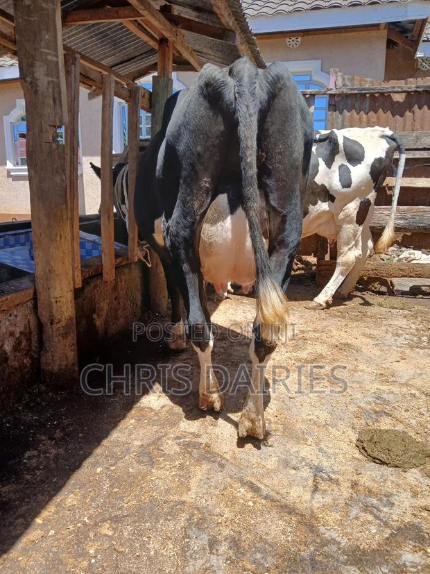 Black Freshian High Yielder - thumbnail 4