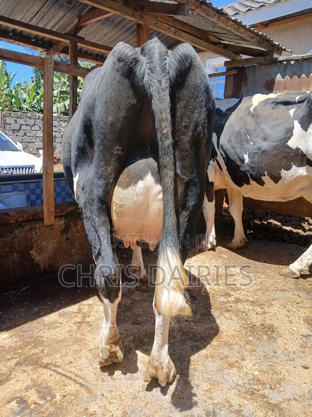 Black Freshian High Yielder - thumbnail 5