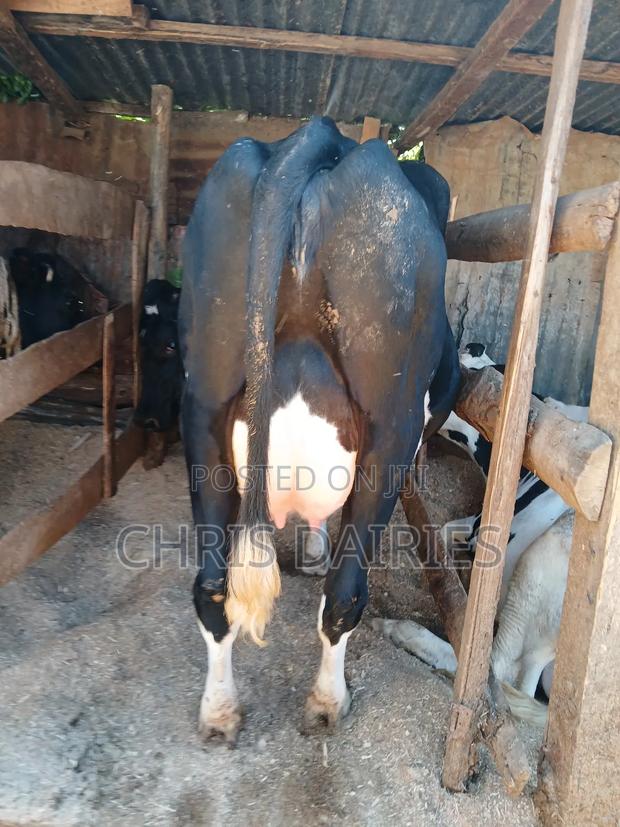 Black Freshian High Yielder - thumbnail 6